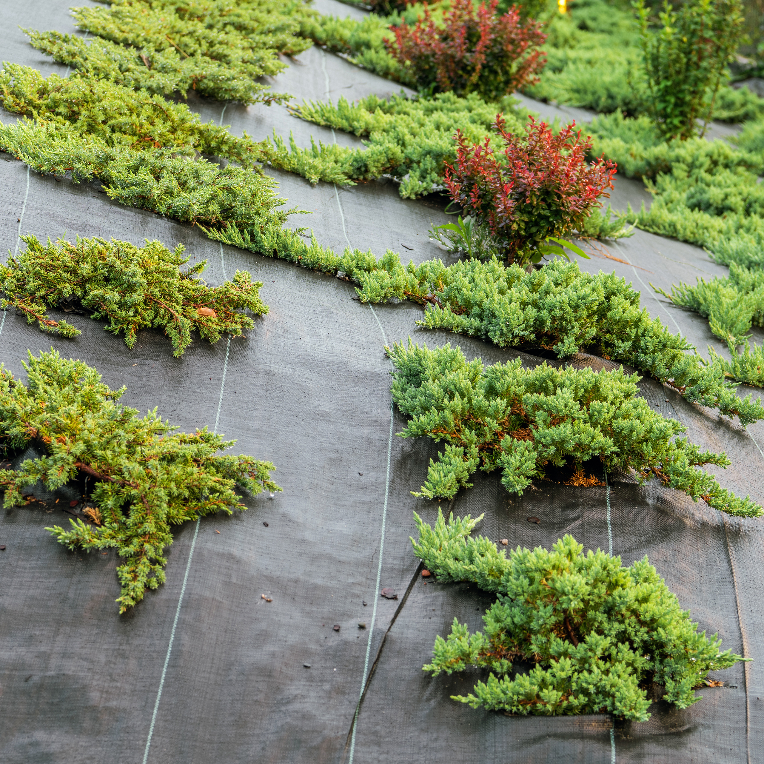 Agrowłóknina (agrotkanina) czarna Sillar 90g/m2