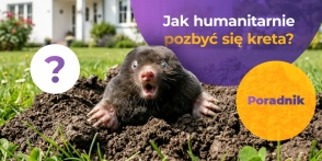 Jak humanitarnie pozbyć się kreta z ogrodu?