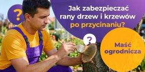 Maść ogrodnicza: jak zabezpieczać rany drzew i krzewów po przycinaniu 