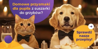 Suszarka do grzybów – sposób na zdrowe przysmaki dla psa i kota