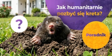 Jak humanitarnie pozbyć się kreta z ogrodu?