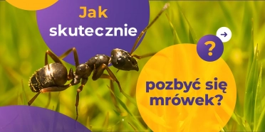 Jak skutecznie zwalczyć mrówki w domu i ogrodzie?