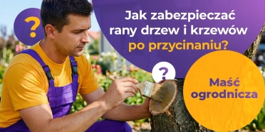 Maść ogrodnicza: jak zabezpieczać rany drzew i krzewów po przycinaniu 