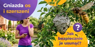 Gniazda os i szerszeni - przewodnik po bezpiecznym usuwaniu