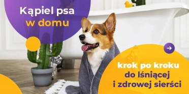 Kąpiel psa w domu – krok po kroku do lśniącej i zdrowej sierści